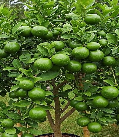 Lime Tree Seeds 100pcs Green