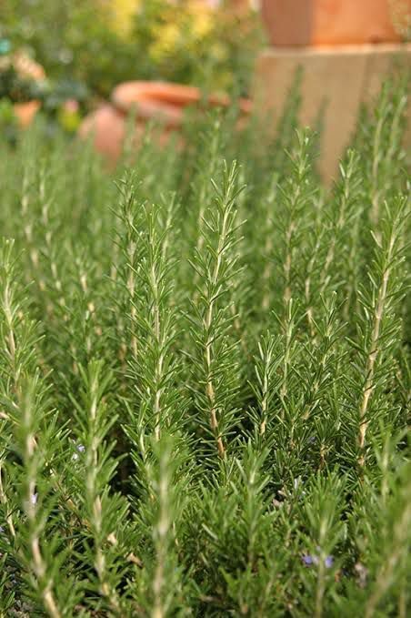 Image of Kalfo Rosemary Live Plant (Rosmarinus Officinalis, Gulmehandi, Rujamari) Exotic, Aromatic, Organic, Medicinal, Perennial Herb Outdoor Garden and Balcony Plant with 4 Inchi Black Pot