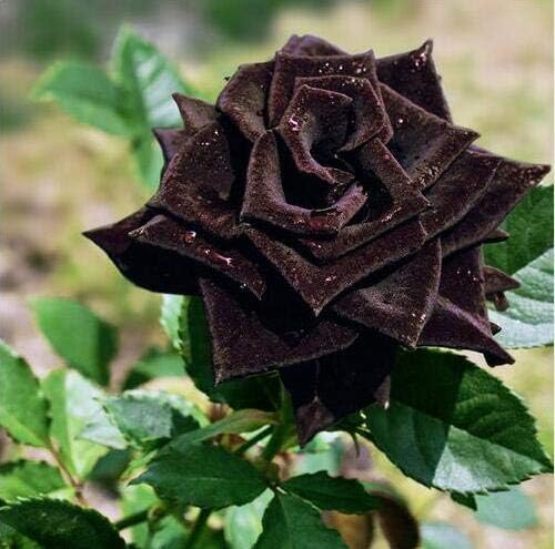 Black : Sementes De Flores Bonsai Sementes De Mudas De Flor