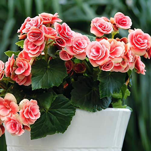 4 Strawberry Ripple Begonia Flower Bulbs - Three to Four Times Bigger Than Normal Begonias - Pink and White Easy to Grow Bulbs - Touch of ECO