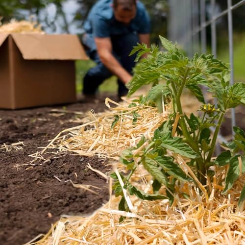 Blue Mountain Hay Organic Seedless Garden Straw Mulch (8 lb) for Raised Garden Bed, New Grass Seeding, Composting, Landscaping Straws, Flower Beds | Covers up to 80 sq ft - Thumbnail 5