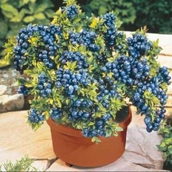 M-Technologies Rare European Bush Blueberry  Bluecrop Exotic Blueberry Seeds [ 50 Seeds for Growing ] (B0D2P73CV5) Amazon Price History, Amazon Price Tracker