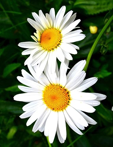 WISEHAWK Kit of miniature blocks to assemble flowers. With wooden stand and dome cover. Daisy - Image 3