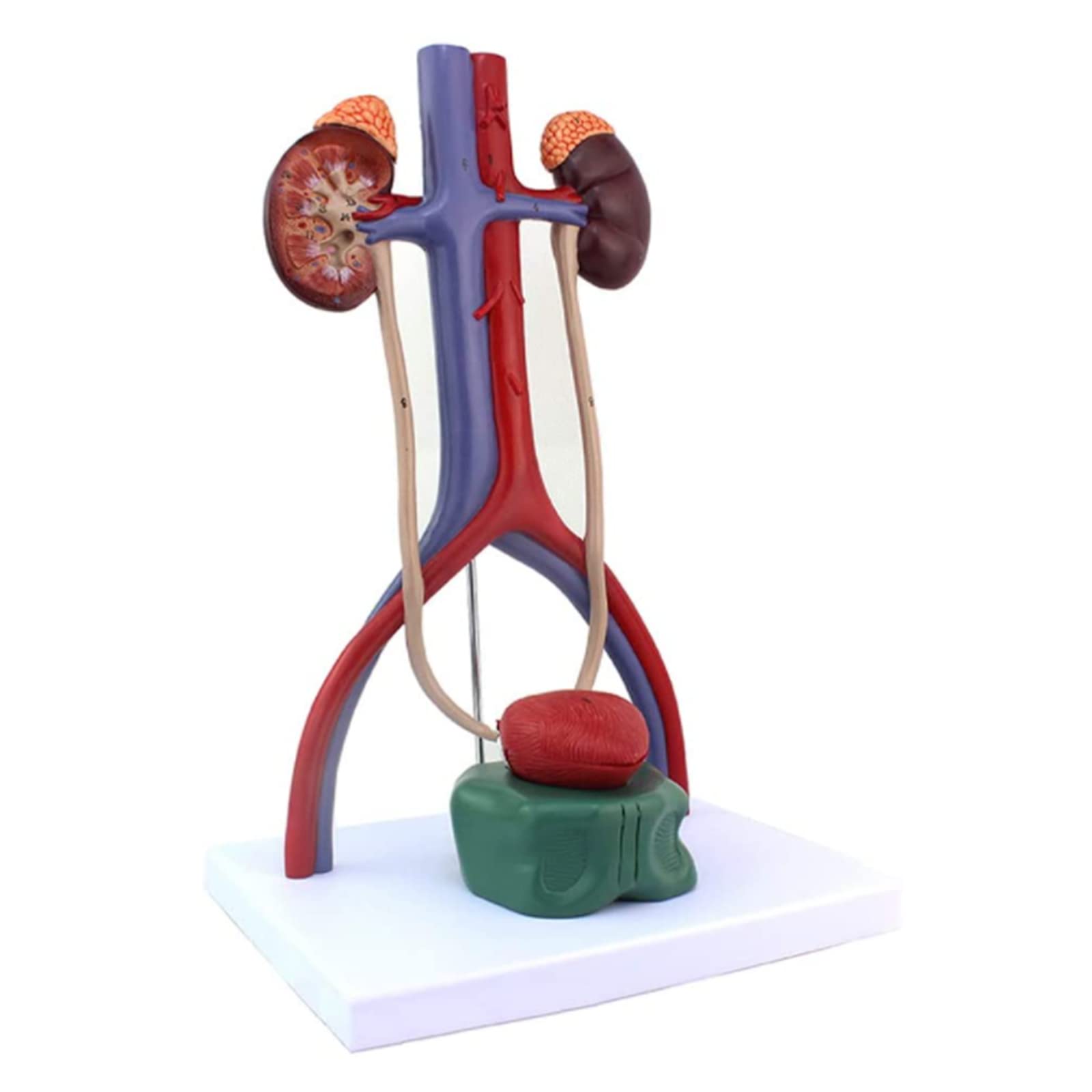 GTHTUHFD Model Medical Anatomy Human Organ Model Human Arteriovenous Model Bladder Canulation Kidney Urine For Research Display Teaching