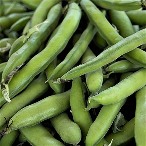 Roma II Bush Bean Seeds - 100 Count Seed Pack - A home garden favorite that produces heavy yields of delicious, rich beans. - Country Creek LLC