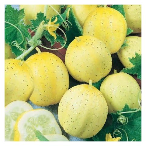Viridis Hortus Cucumber Lemon Heirloom Seeds Cover