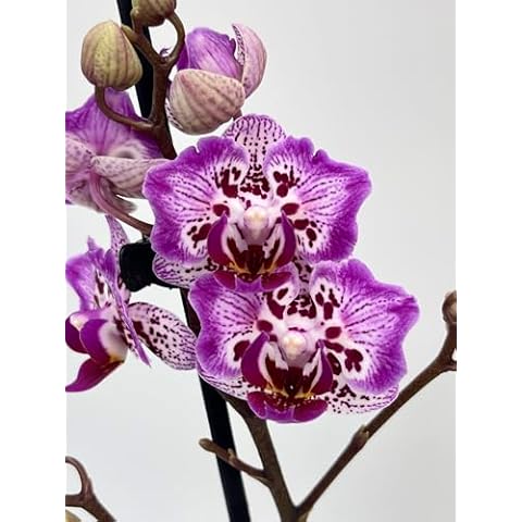 Rare Peloric Phalaenopsis Formosa Cranberry Orchid Cover