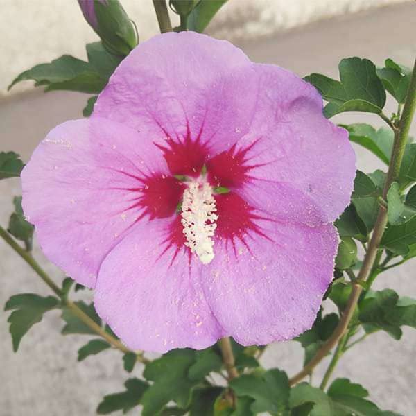 Hibiscus, Gudhal Flower (Purple) - Plant (B0BBGXQFHL) Amazon Price History, Amazon Price Tracker