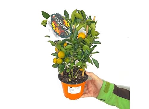 Naranjo Minuatura Natural Árbol Frutal para la Casa