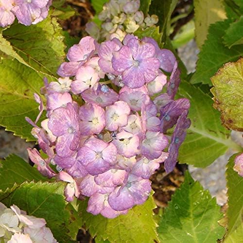 100cm大苗 鉢ごと ダンコウバイ 苗木 苗 檀香梅 庭木 黄色花 白檀の香