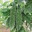 Karela 5 Seeds