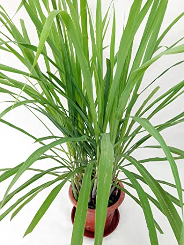 Naturesneh Lemon Grass Tea Plant Medicinal Plant Live| Lemon Grass Herb Plants For Home Garden Jrakush Cymbopogon Citratus Live with Black Pot