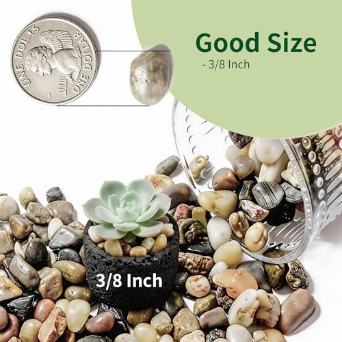 Image of Small Rocks for Plants,3 /8 inch Small Pebbles,1lbs Small River Rocks Decorative Pea Gravel,Pebbles for Indoor Plants, Vases, Bamboo, Succulent, Terrarium, Crafts, Cactus