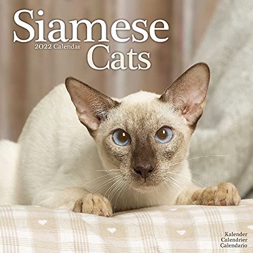 Siamese Cat Calendar - Calendars 2021 - 2022 Wall Calendars - Cat Calendar - Animal Calendar - Siamese Cats 16 Month Wall Calendar by Avonside