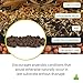 Josh's Frogs False Bottom - LECA Expanded Clay Pebbles (4 Quarts)