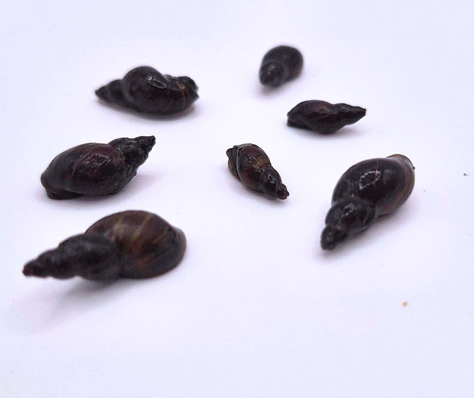 5X Greater Pond Snail Lymnaea stagnalis Live Pond Snail Fish or Wildlife Pond and bog Aquatic Plants