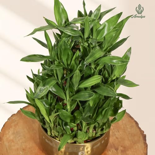 Image of Amulya Farms 5 Layer Lucky Bamboo Plant with Premium Golden Metal Planter | Feng Shui Plants | Good Luck Plant | Vastu Plants for Home Indoor | Live Plants for Living Room, Office, Desk, decoration |