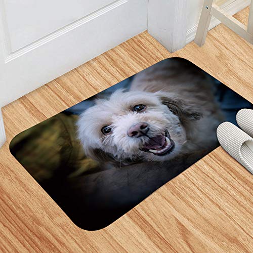 Tapis d'entrée antidérapant lavable pour chiens et chats