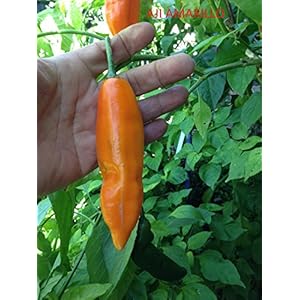 SEMI PEPERONCINO AJI AMARILLO+ GUIDA ALLA COLTIVAZIONE
