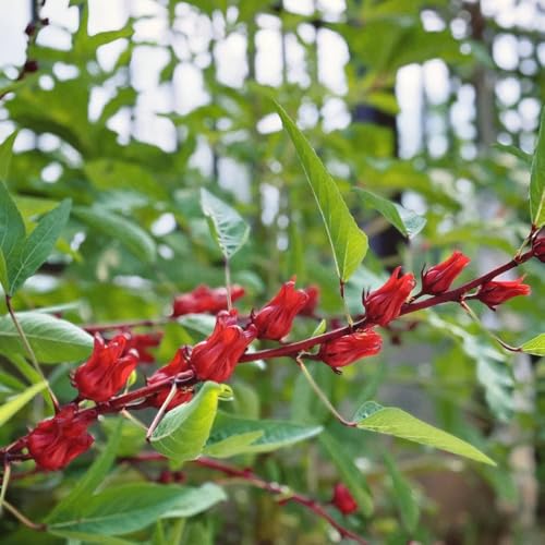 Hibisco sabdariffa de jardín de rocas, silvestres Decoración sala estar con primaveras y setos rápido crecimientos resistentes, con 100semillas