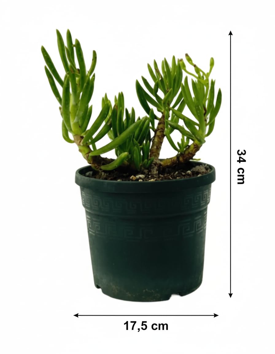 Vandas Senecio Mandraliscae – Pianta Succulenta Ornamentale a Cascata | Vaso Diametro 17.5 cm | Altezza 34 cm | Facile da Curare | Made in Italy