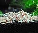 SunGrow Mineral Rocks für Aquarium, magnesiumreiche Steine, Farbverstärker für Haustiere, Calcium hilft beim Häuten, dienen als Nahrungsergänzungsmittel, verbessern die Wasserqualität, 2 Unzen