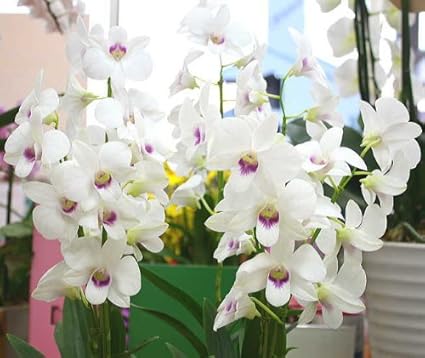 Amazon 洋ランデンファレ8号陶器鉢植え 蘭 白赤リップ５本立て お祝い お誕生日 クロスリースタイル 観葉植物