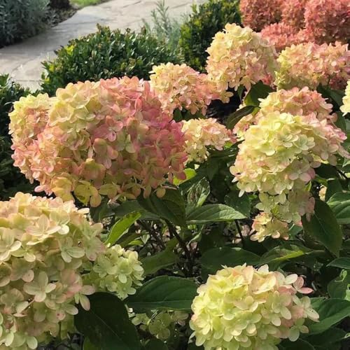 Semillas de hortensia de panícula, para exterior resistentes al invierno, Hortensia paniculata, de balcón resistentes de jardín 500pcs