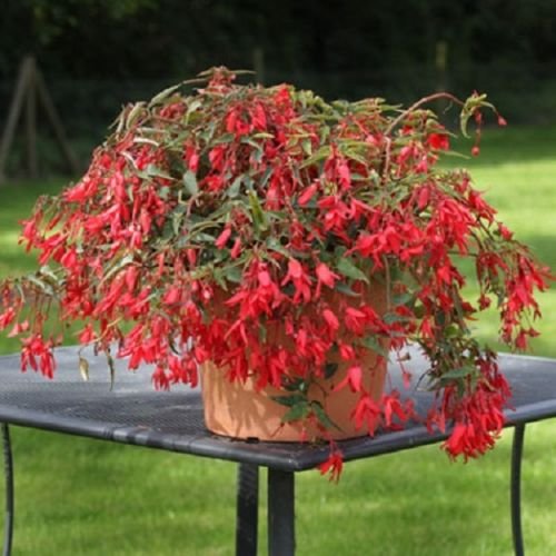 Graines de bégonia 15 graines Il pellet Begonia Bossa Nova Red Trailing Begonia
