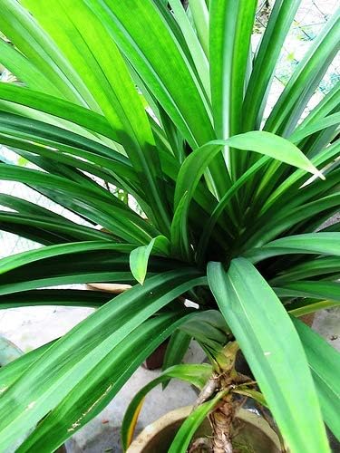 Biryani Leaf Plant/Pandan Plant/Rambha Plant/Basmati Live Plant (Original Variety Pack Of-1) Healthy Plant With- Pepper Bag