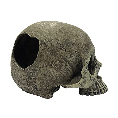 Image of Komodo Human Skull Half