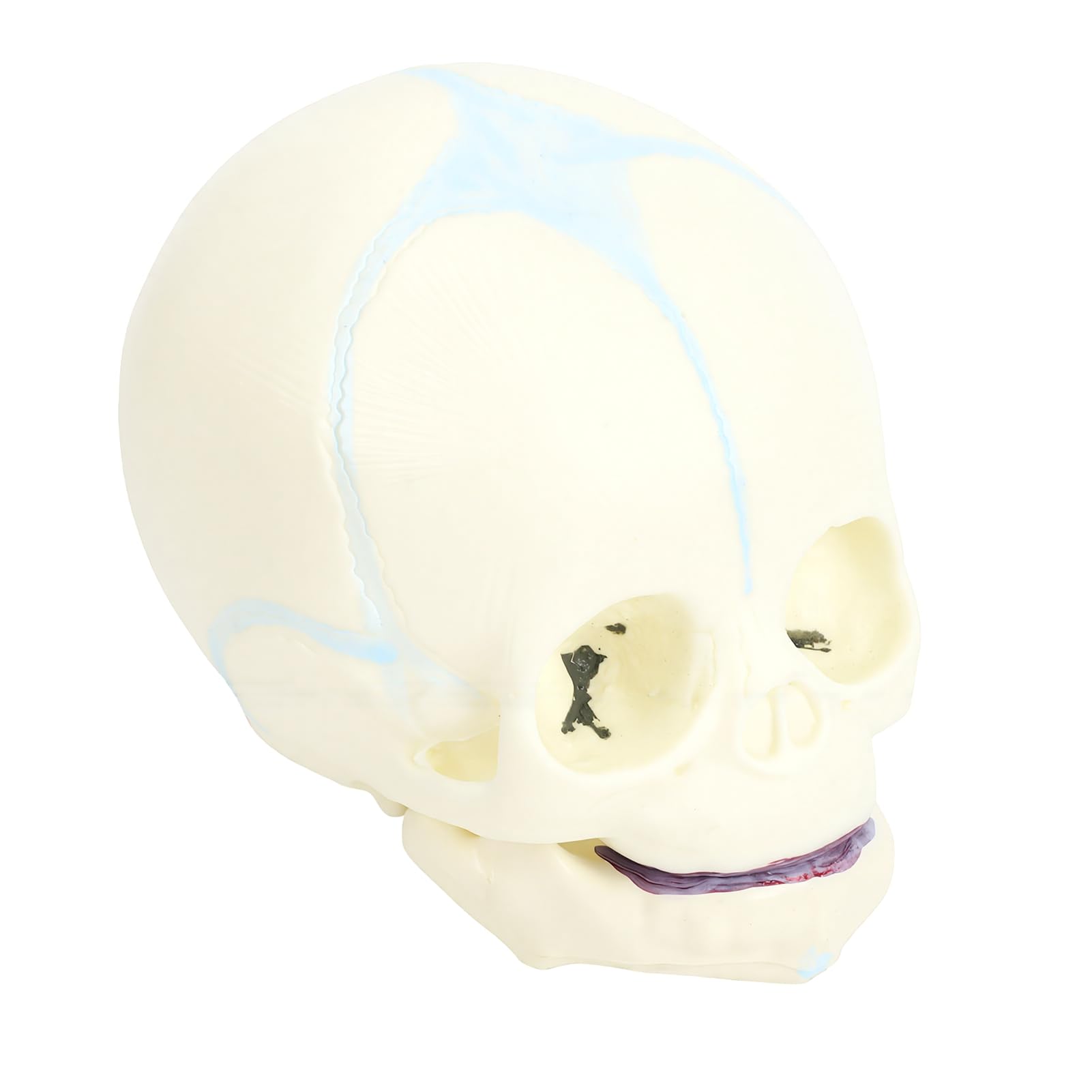 BRRNOO Modèle de Crâne de Nourrisson Humain, Outil Pédagogique D'affichage de Crâne D'anatomie Fœtale Grandeur Nature pour étudiants en Médecine, éducateurs, Artistes, Matériau en PVC