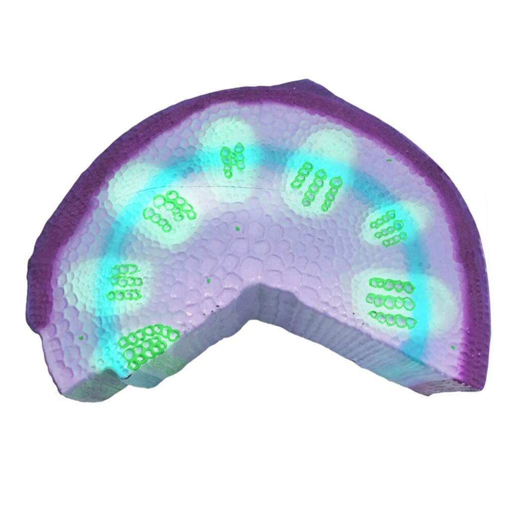 Medical Models, Plant Model Dicotyledonous Herb Stalk Anatomy Model Biological Teaching Instrument Experiment Equipment Medical Education Tool,Monocotyledon