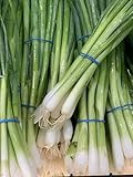 Generic Fresh Green Onion3 bundles -Produce of USA (endless green onion supplies by replanting the root)
