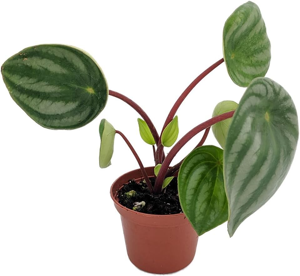 Watermelon Peperomia 2" Pot