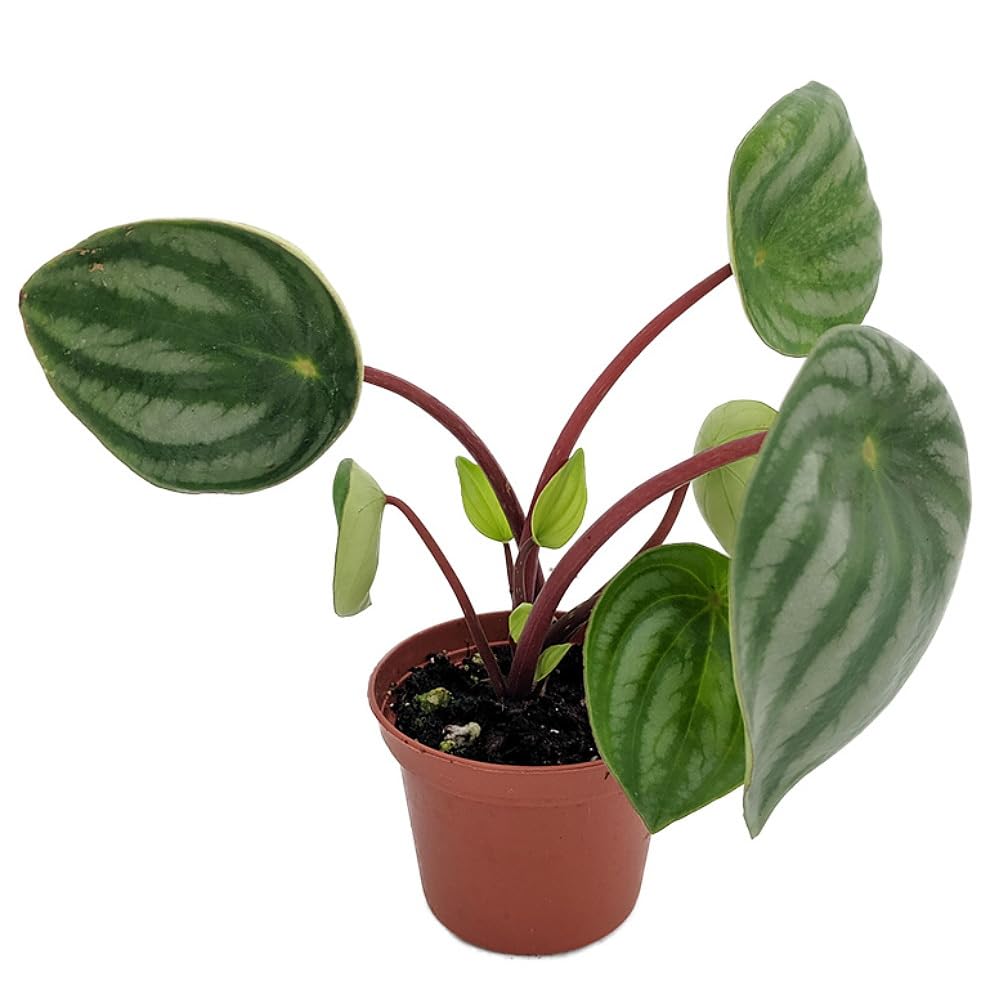 Watermelon Peperomia 2" Pot
