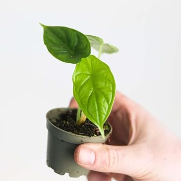 Alocasia 'Dragon Scale' Alocasia 'Dragon Scale' - Rare Indoor Plant with Stunning Textured Foliage - Easy-Care 6cm