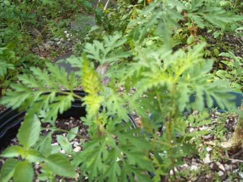 Mugwort/Dried Mugwort Herb/Whole Mugwort Leaves/Artemisia Vulgaris Herb/armoise Feuilles Plus Some Seeds