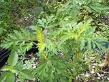 Mugwort/Dried Mugwort Herb/Whole Mugwort Leaves/Artemisia Vulgaris Herb/armoise Feuilles Plus Some S