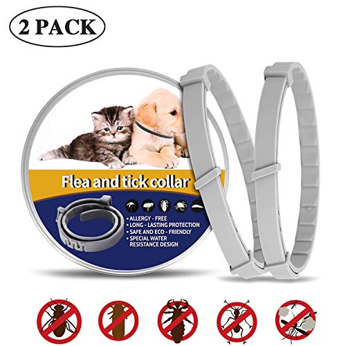 7 Best Flea Collar For Dogs [Top Picks & Guide 2021] MrsDoggie