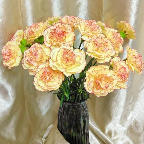 semi di garofano - esotiche resistenti in vaso decorazione del soggiorno biologici balcone giardino 1000pcs