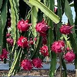 Semillas de pitaya, dragón, variedades antiguas, balcón Hylocereus undatus - fresca, de jardín, 500pcs