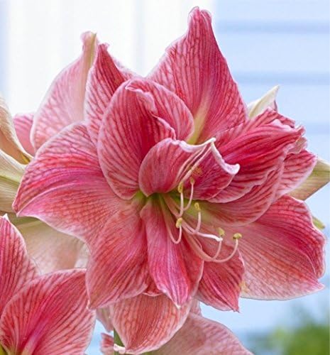 Spectacular Flowering Perennial Flowers, Amaryllis Sweet Nymph, Root, Plant, Start,Bulb