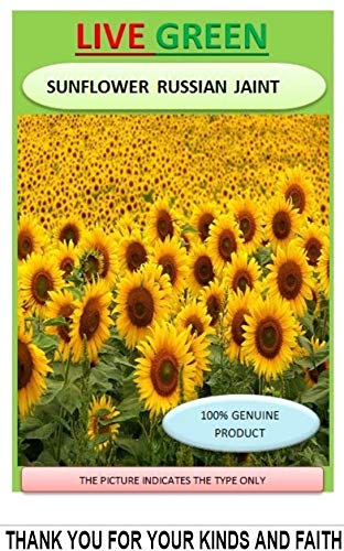 LIVE GREEN Flower Seeds | Sunflower Russian Giant Color Flower | F1 Hybrid | Seeds For Home Garden (LG-SSED91) (B07NJS2JK7) Amazon Price History, Amazon Price Tracker