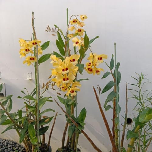 観葉植物 デンドロビウム」の人気商品一覧 | 安い商品を通販サイトから