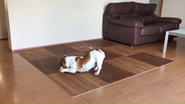 Amazon.co.jp: 日本製 はってはがせるフロアマット 45×60cm クッション