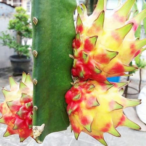 Image of Dragon Fruit Live Plant | Healthy Pitaya Cactus Plant for Home & Outdoor Gardening | Fast Growing | Easy Maintenance | Pack of 1