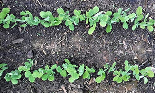 Herramienta para Jardín para Plantar Semillas miniatura 6