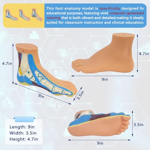 Image of Human Foot Anatomy Model with Numbered Structures, Life-Size Flat Foot for Education, Podiatry Study, and Patient Demonstration