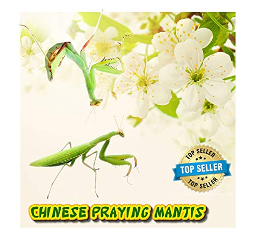 Insectsales.com (Live) Chinese Praying Mantis Nymph - (Educational) - (FedEx 2 Day) - //coolthings.us